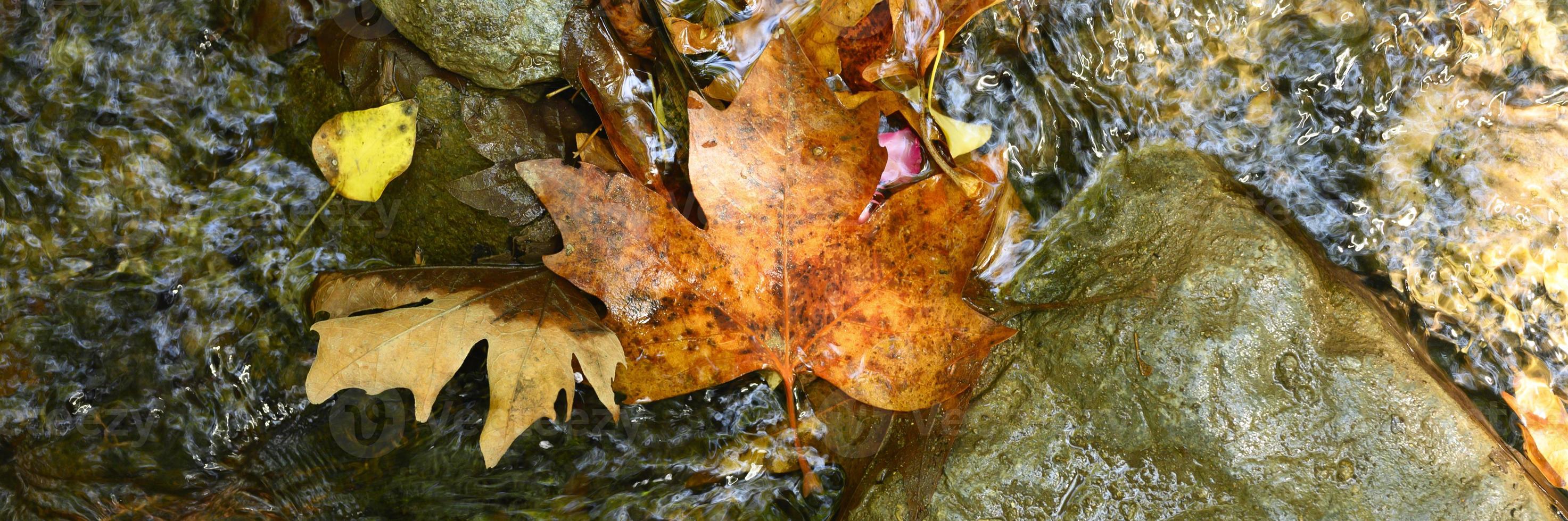 nasse gefallene Herbstahornblätter im Wasser und in den Felsen foto