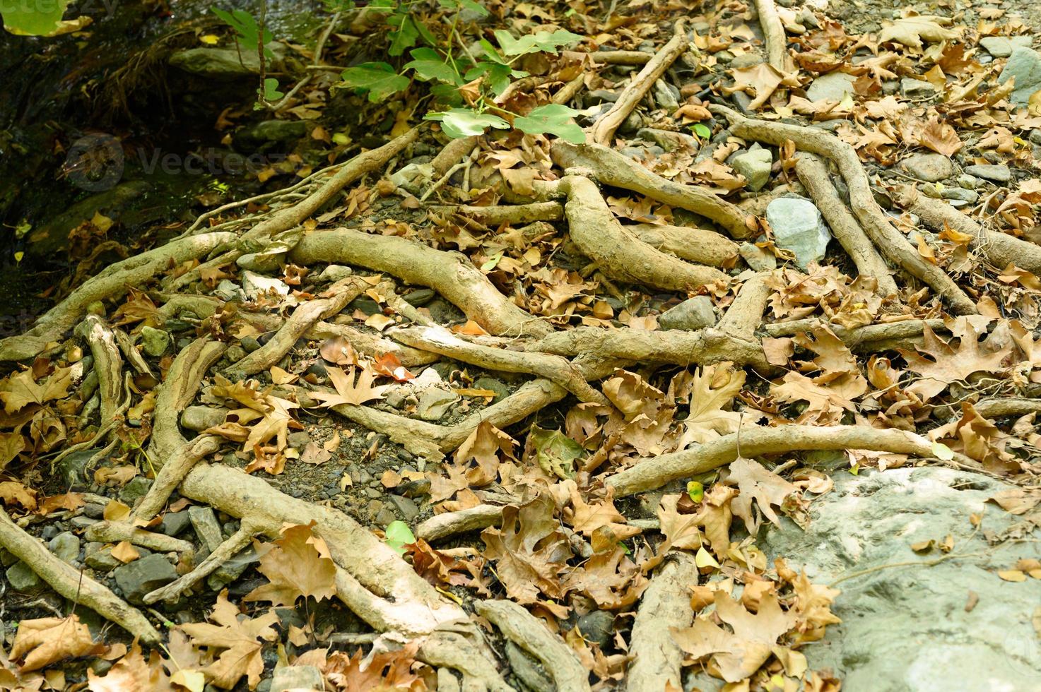 kahle Wurzeln von Bäumen, die im Herbst in felsigen Klippen und abgefallenen Blättern aus dem Boden ragen foto