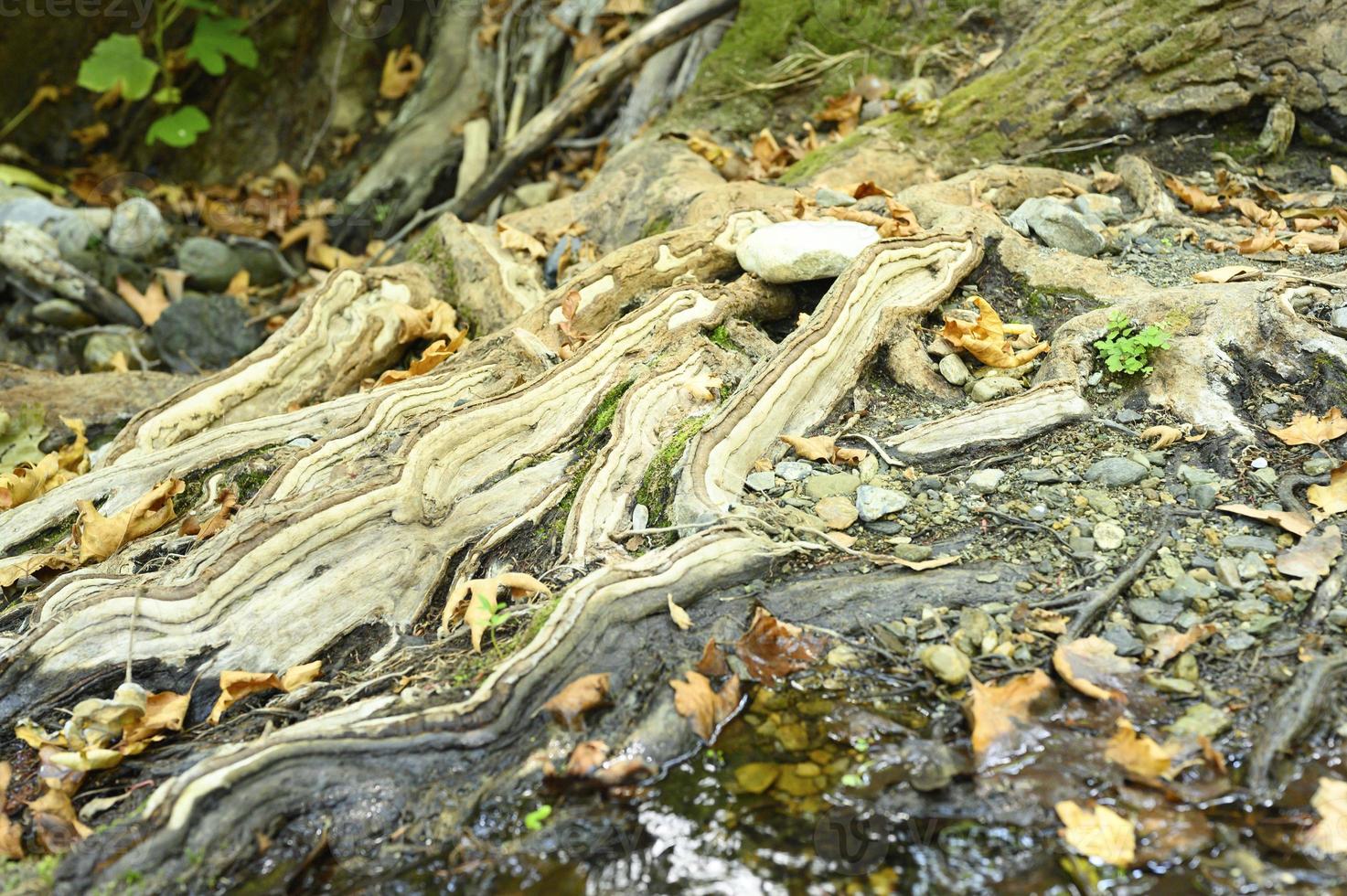 kahle Wurzeln von Bäumen, die im Herbst in felsigen Klippen zwischen Steinen und Wasser wachsen foto