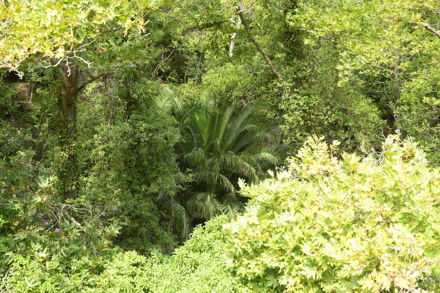 dichter tropischer Wald in Griechenland foto