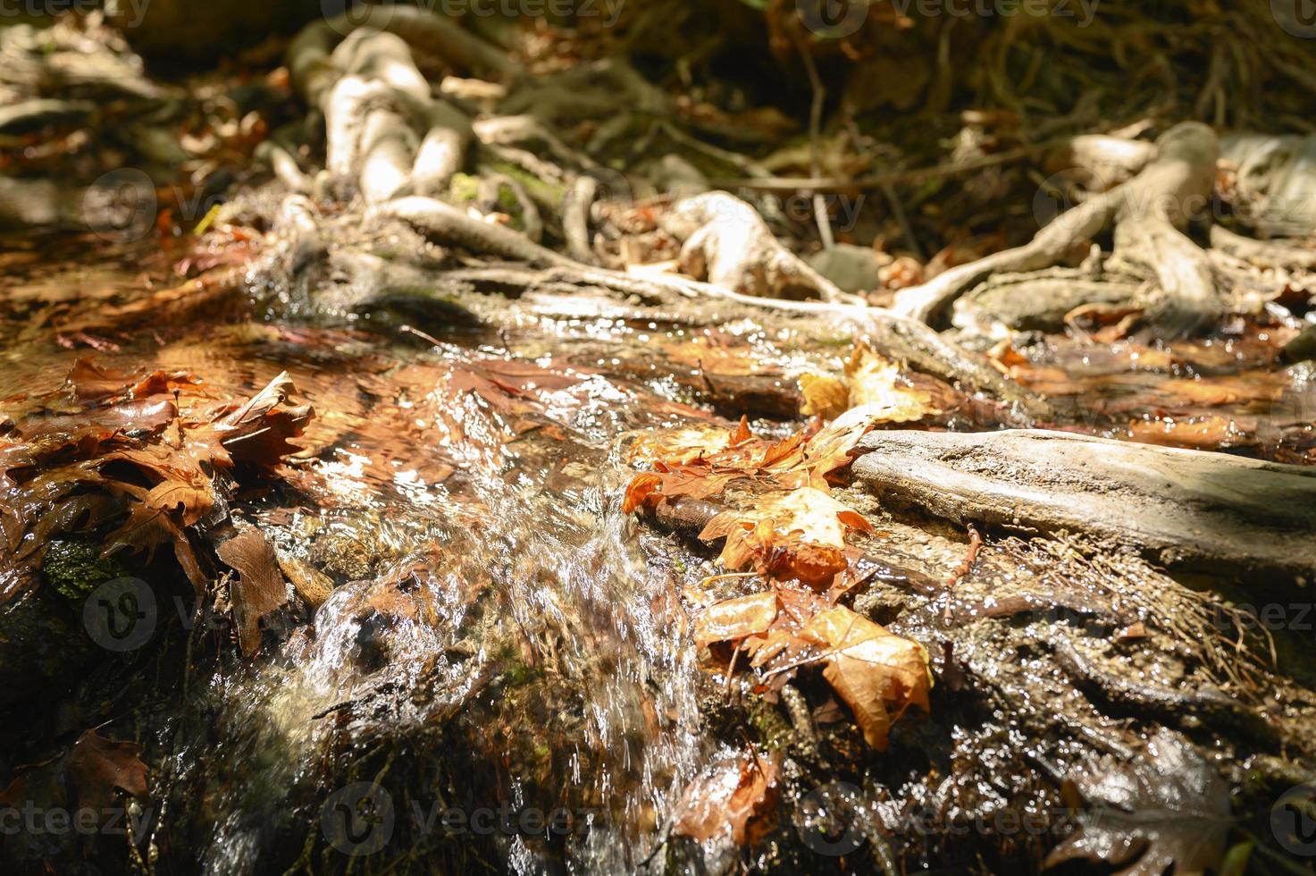 Ein Bach, der durch die kahlen Wurzeln von Bäumen in einer felsigen Klippe und gefallenen Herbstblättern fließt foto