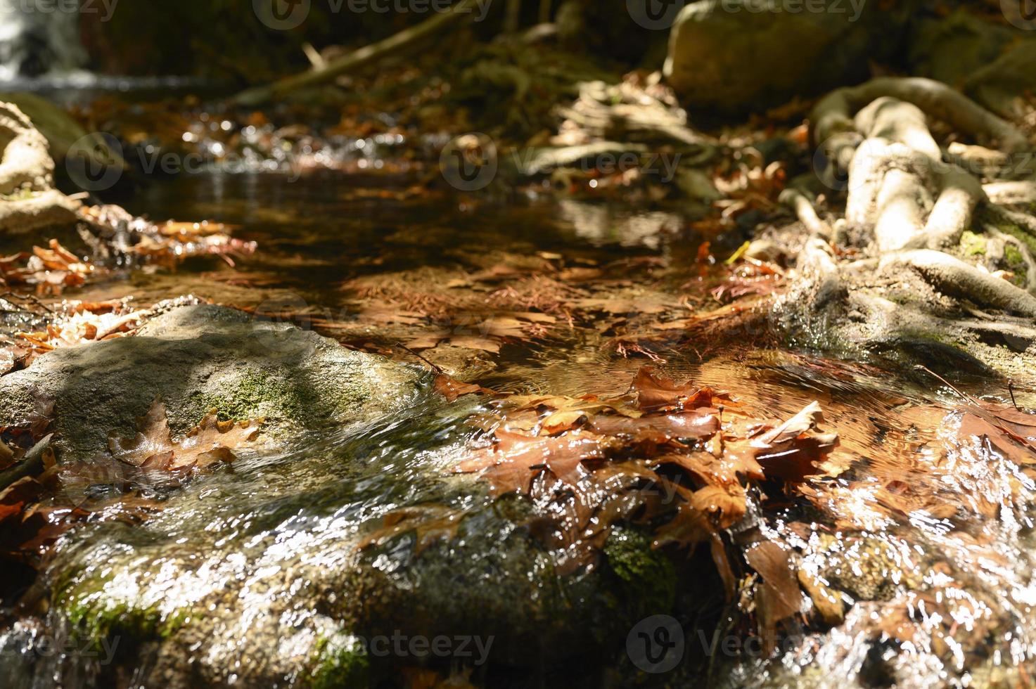 Ein Bach, der durch die kahlen Wurzeln von Bäumen in einer felsigen Klippe und gefallenen Herbstblättern fließt foto