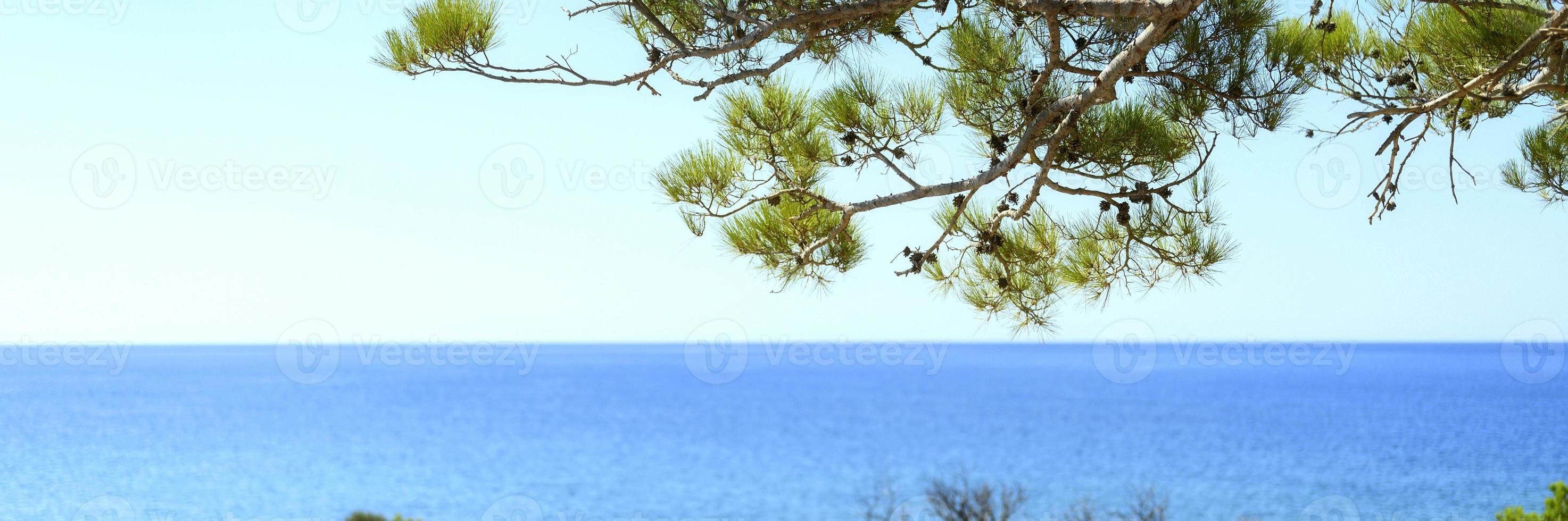 Blick auf das Meer durch den Kiefernzweig und die grünen Büsche foto