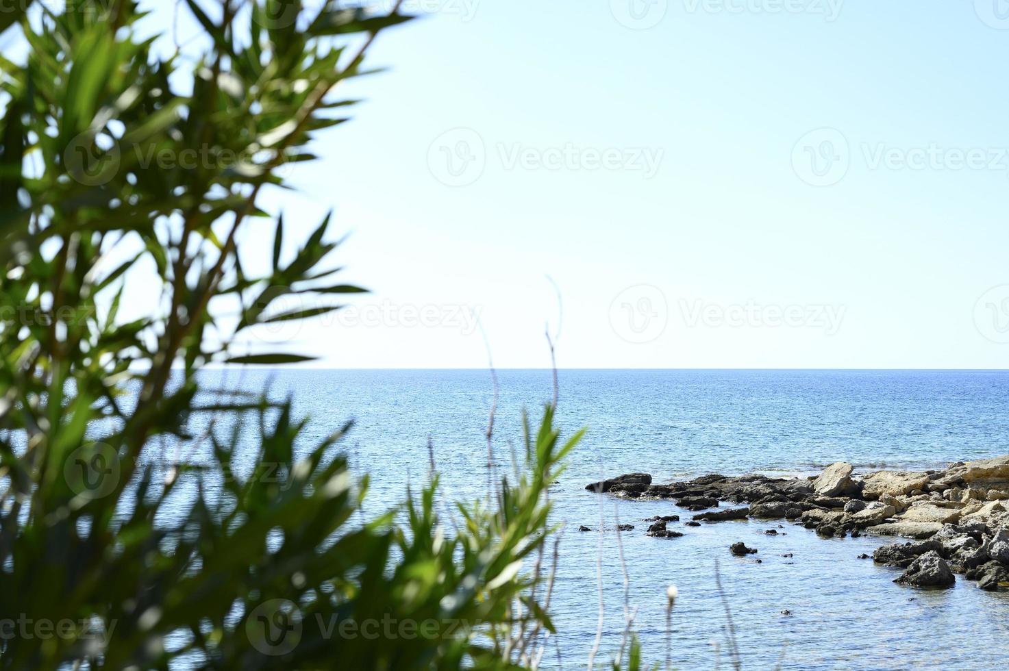 Blick auf das Meer durch den Pflanzenzweig foto