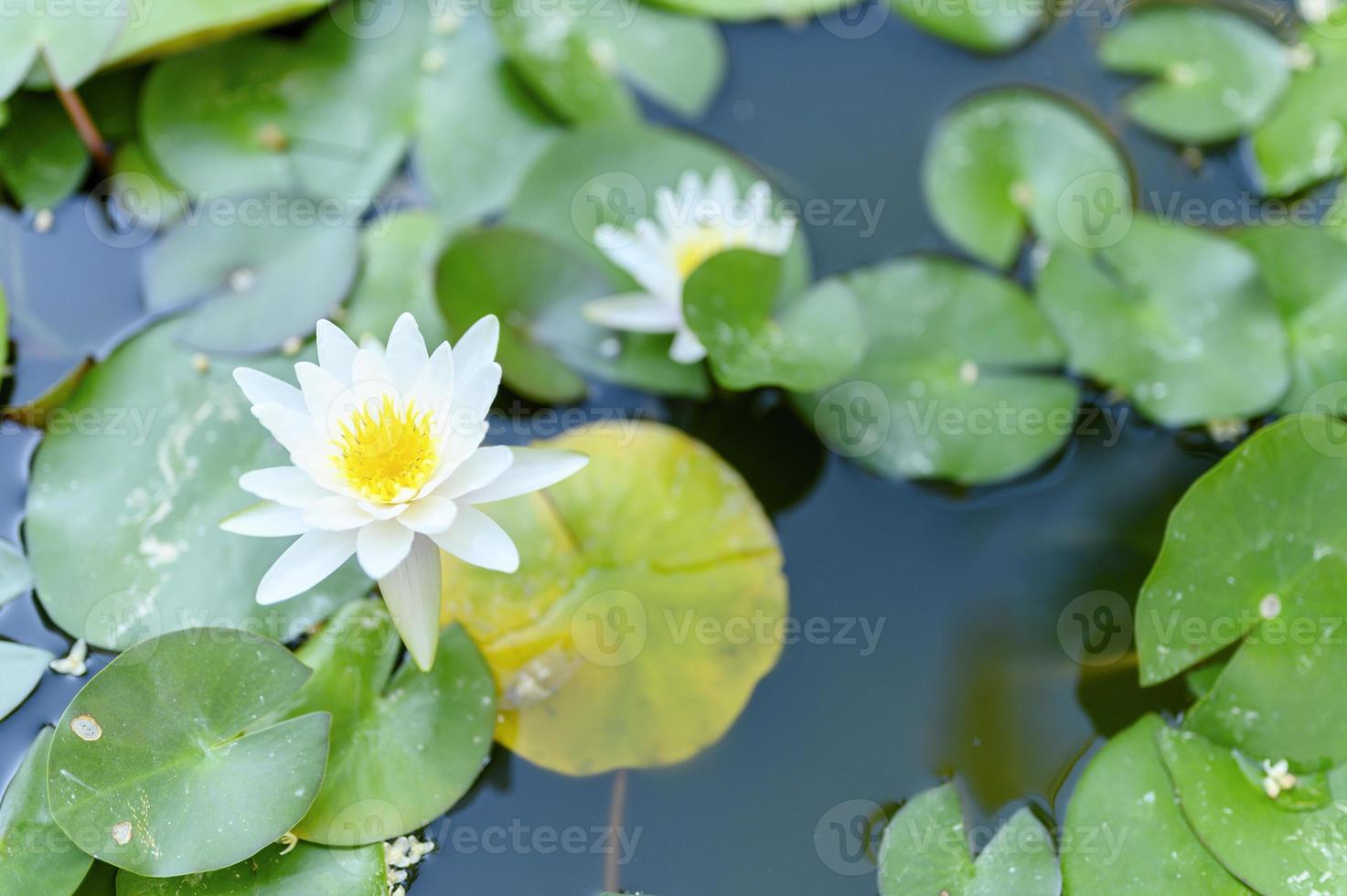 Eine schöne weiße Lilie blüht zwischen den Seerosen im Teich foto