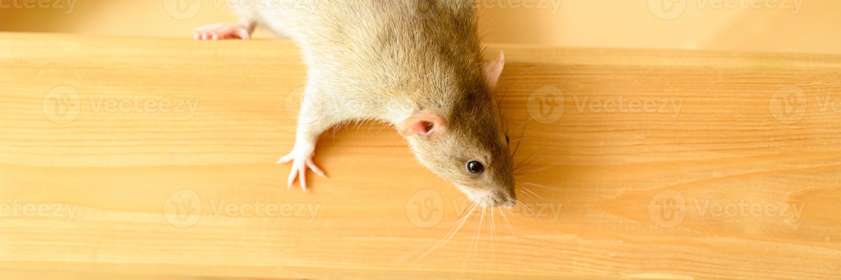 süßes Haustier flauschige Ratte mit braunem beigem Fell auf weißem Hintergrund foto