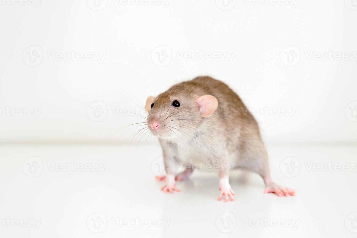 süßes Haustier flauschige Ratte mit braunem beigem Fell auf weißem Hintergrund foto