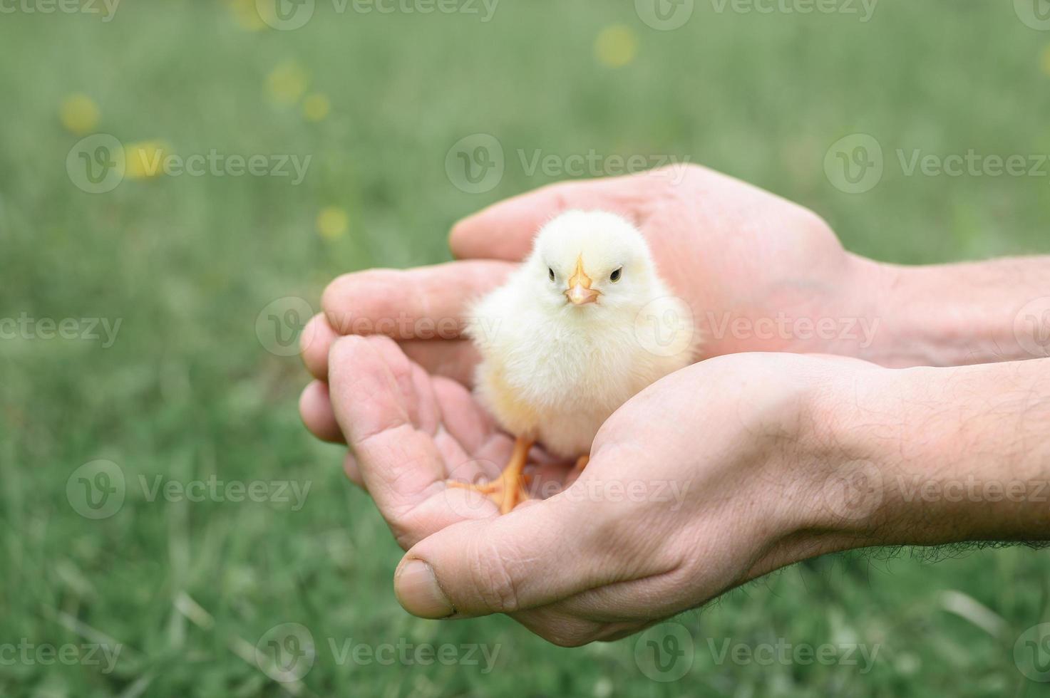 niedliches kleines winziges neugeborenes gelbes Küken in den männlichen Händen des Bauern auf grünem Grashintergrund foto