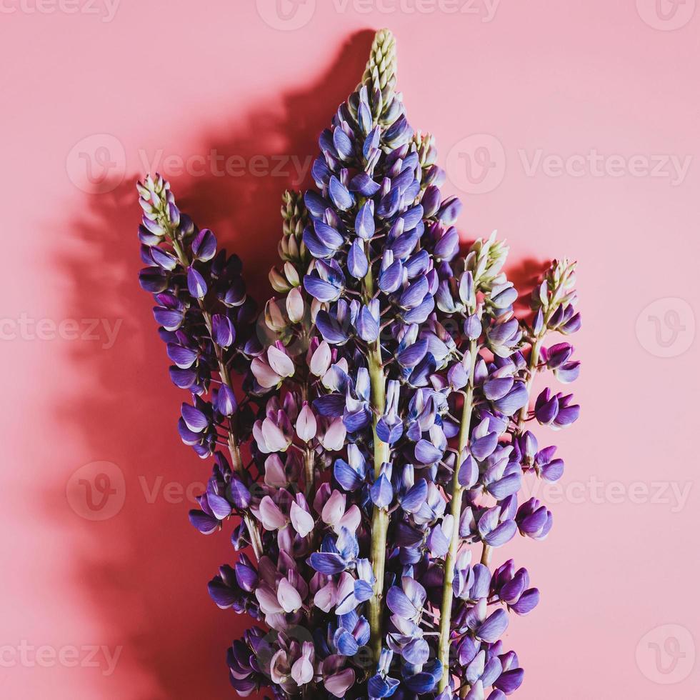 Lupinenblumen flach lagen auf rosa Hintergrund foto