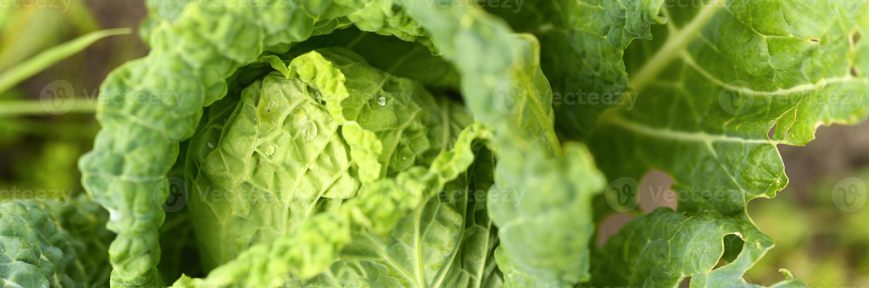 Kopf des frischen ehrlichen Weißkohls, der im Garten wächst foto