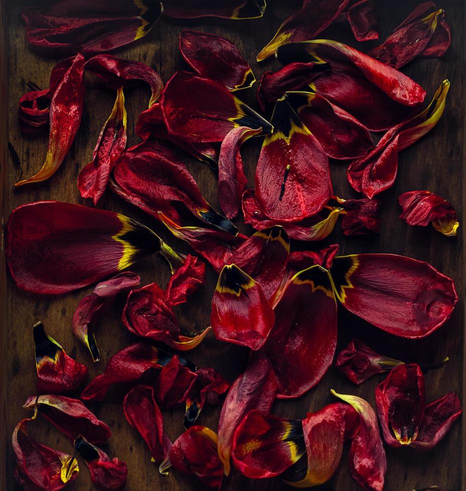 Blumenhintergrund der roten Tulpenblütenblätter auf rustikalem hölzernem Hintergrund, Draufsicht foto