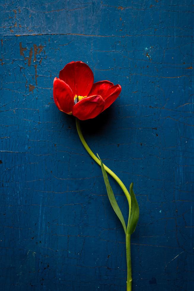 rote Tulpe mit lockigem Stiel auf dunkelblauem Holzhintergrund foto