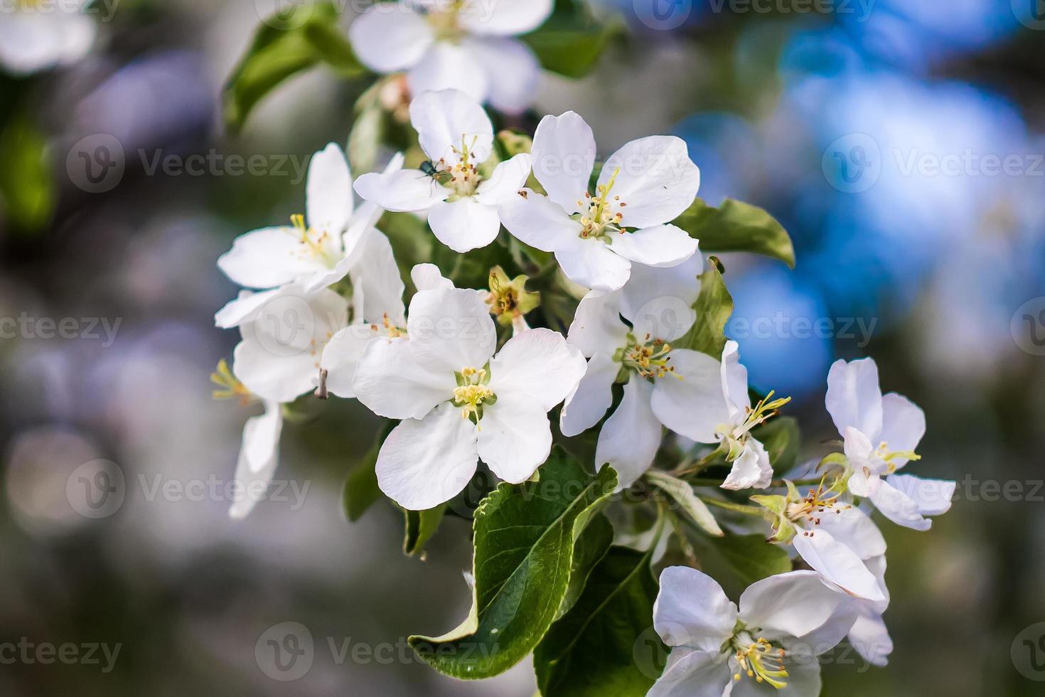 schöne Blumen im Frühling foto