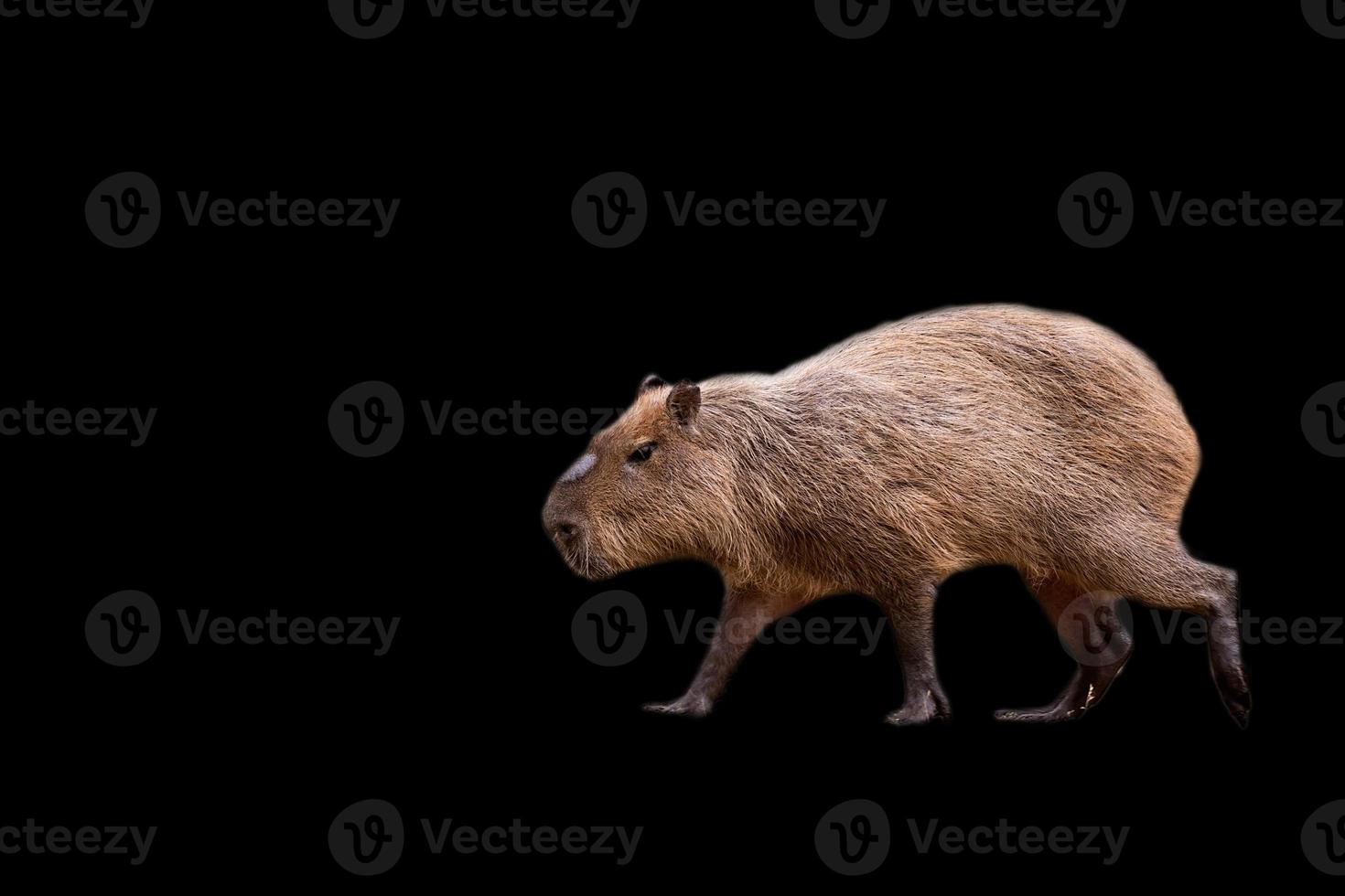 Capybara auf ein schwarz Hintergrund foto