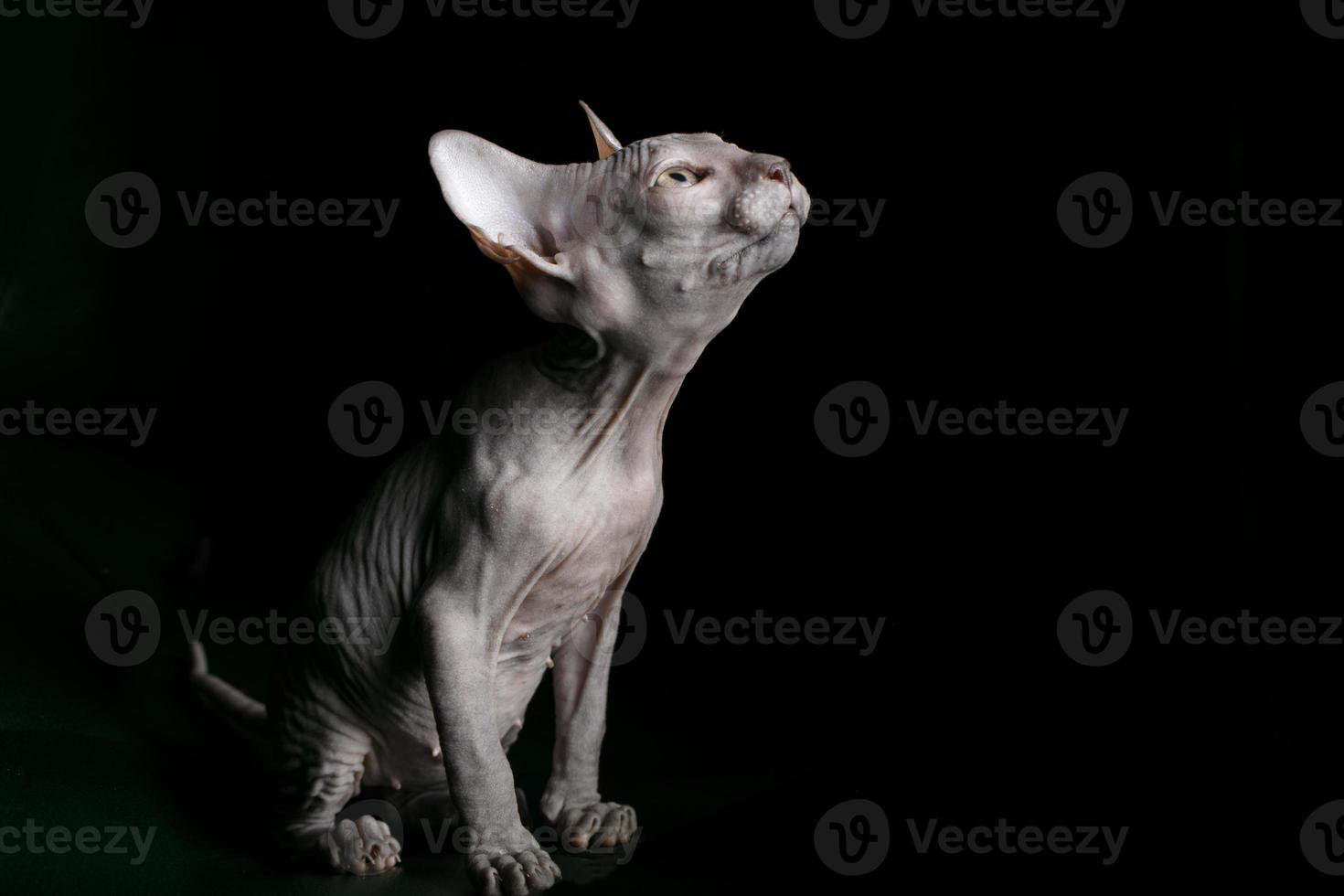 Sphynx Kätzchen. schön kahl Katze auf ein dunkel Hintergrund. ein ungewöhnlich Tier von ein Selten züchten. foto