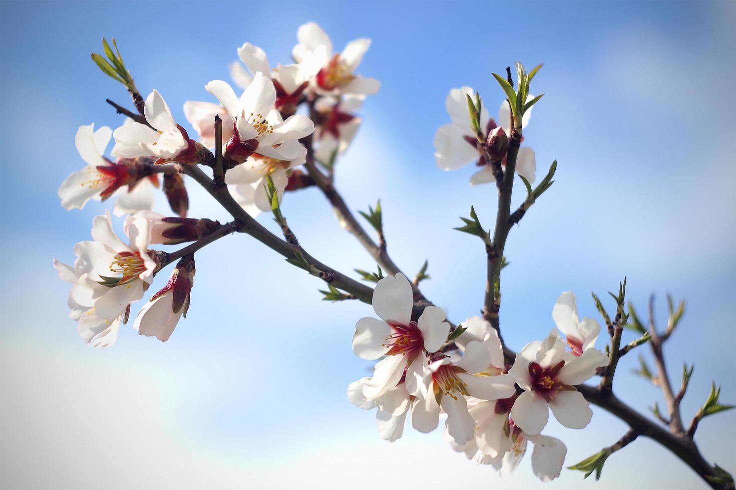 Kirschbaumzweig mit Blüten foto