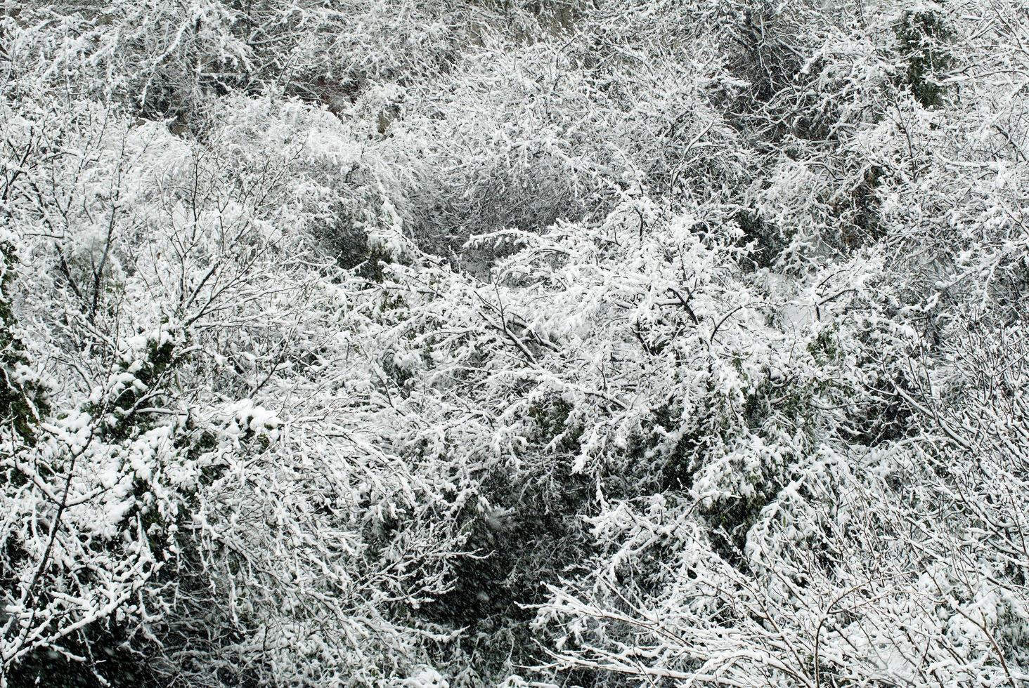 schneebedeckte Bäume foto