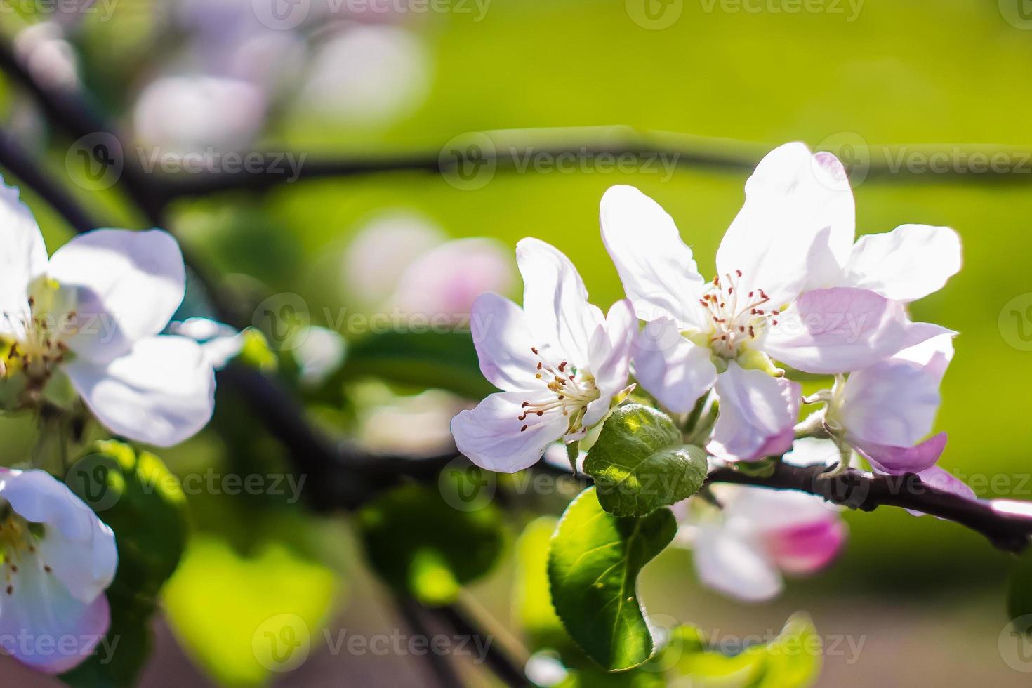 schöne Blume im Frühling, zarte Blumen Makro foto