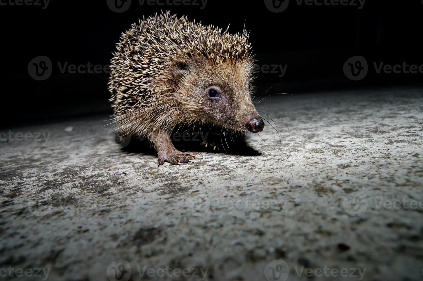 Nahansicht von ein Igel foto