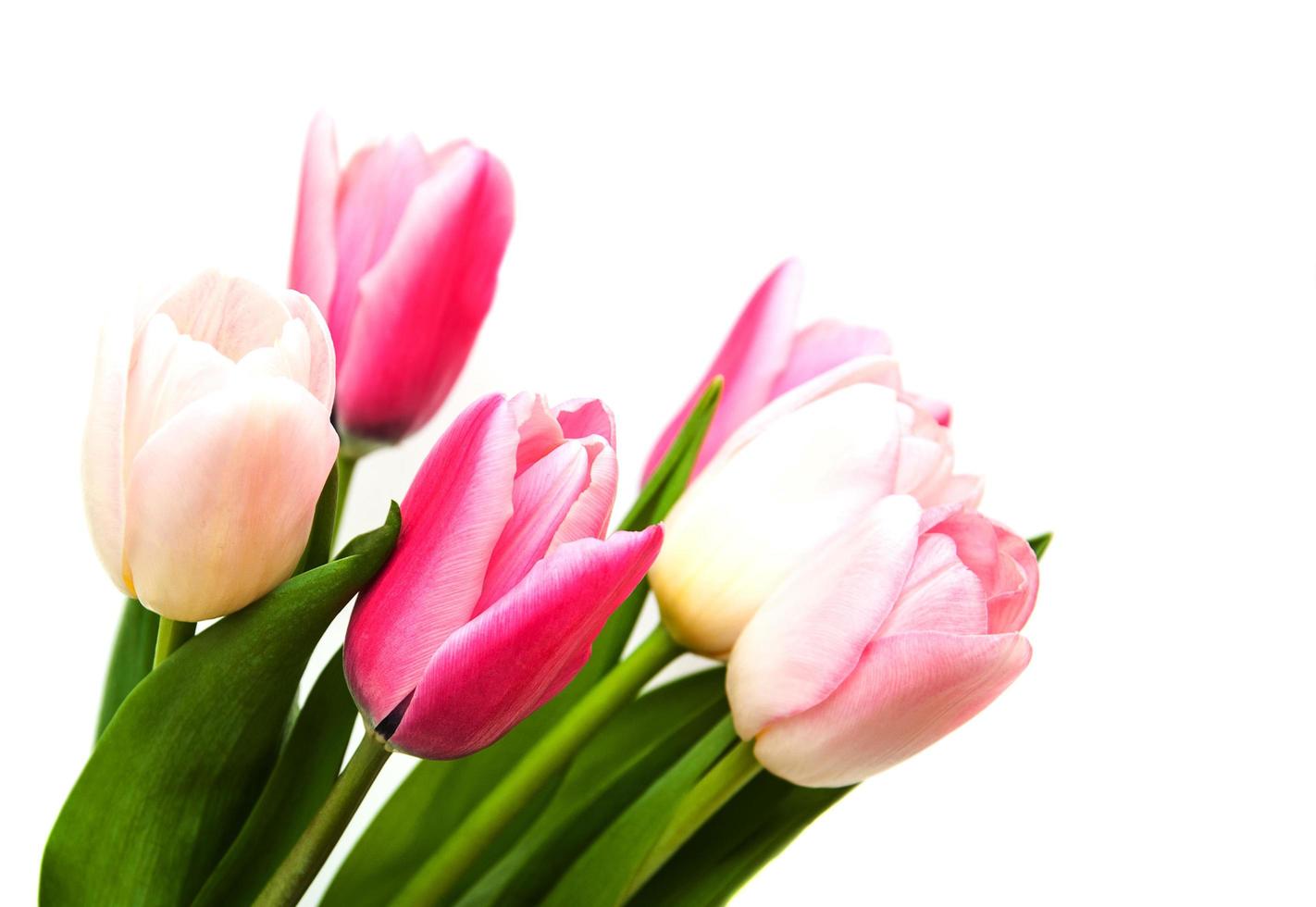 rosa gefärbte Tulpenblumen auf einem weißen Hintergrund foto