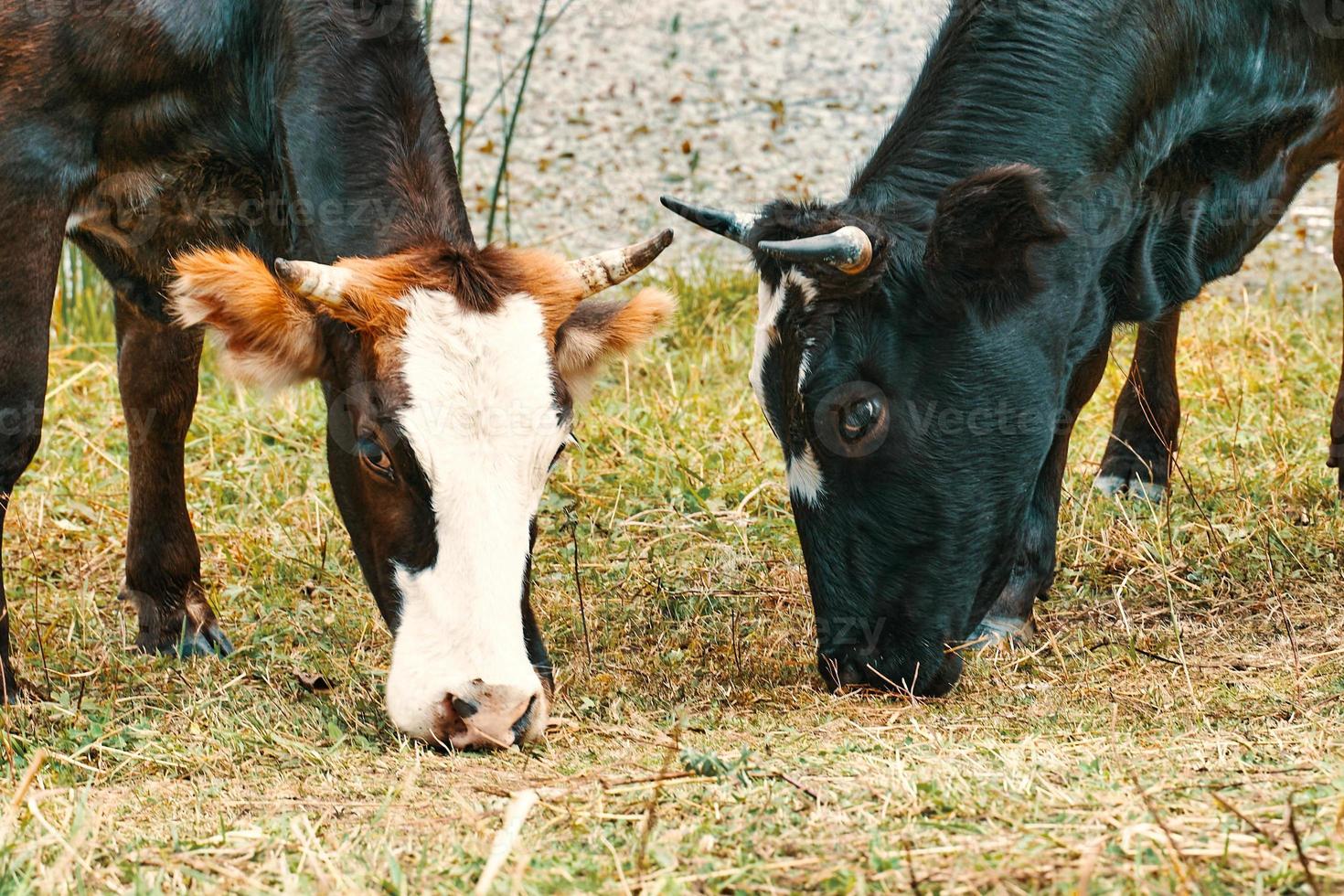 Zwei Rinder weiden in der Nähe des Wasserlaufs foto