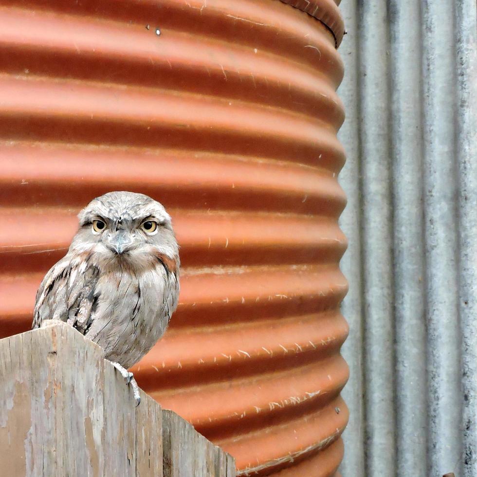 Tawny Frogmouth des australischen einheimischen Vogels foto