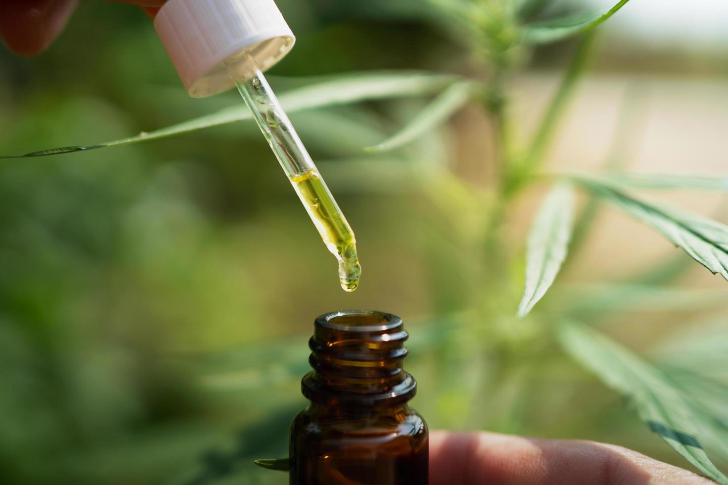 Hanf Öl Tropfer im Flasche mit Cannabis Baum Hintergrund foto