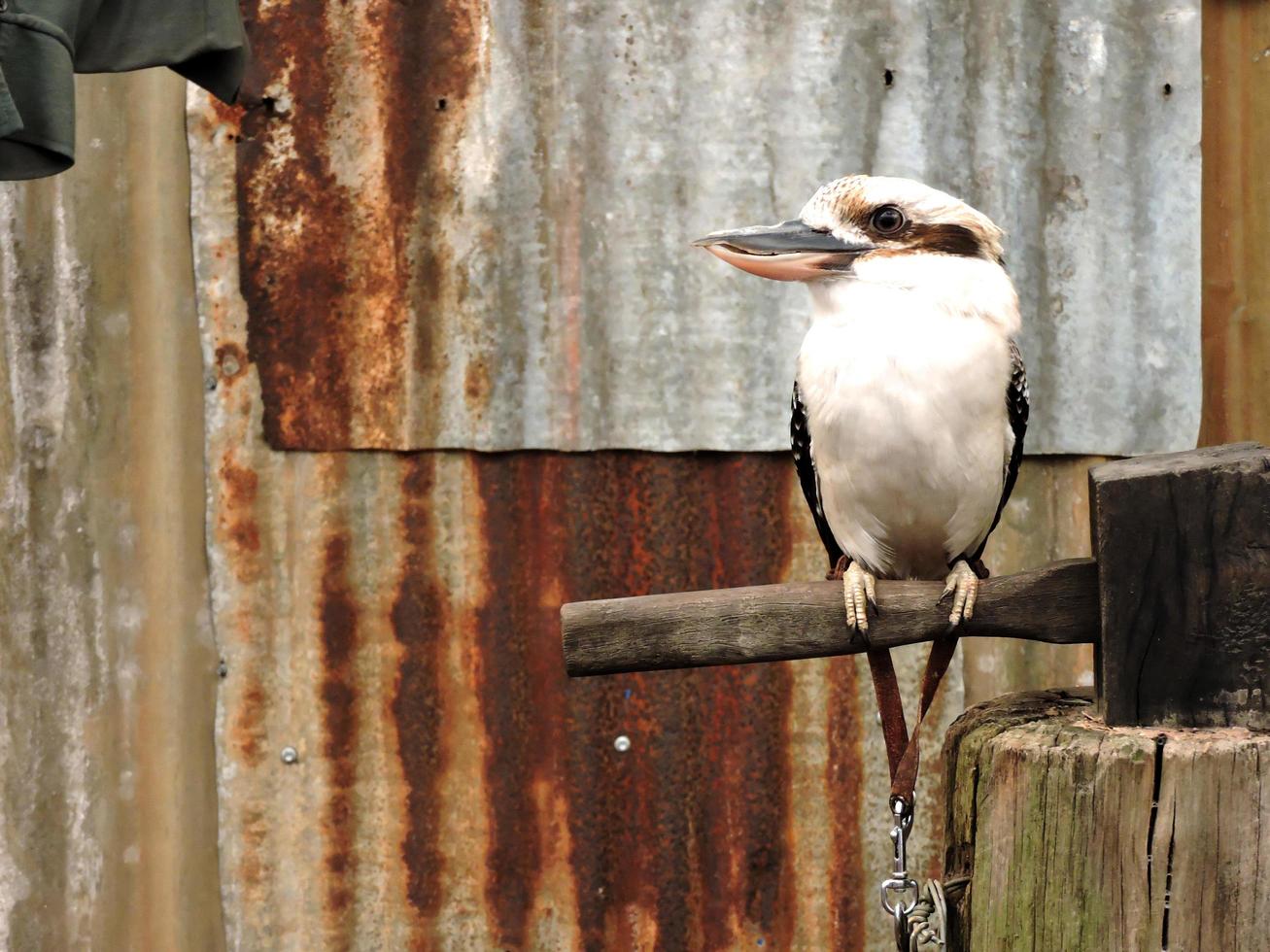 australischer einheimischer Vogel Kookaburra foto