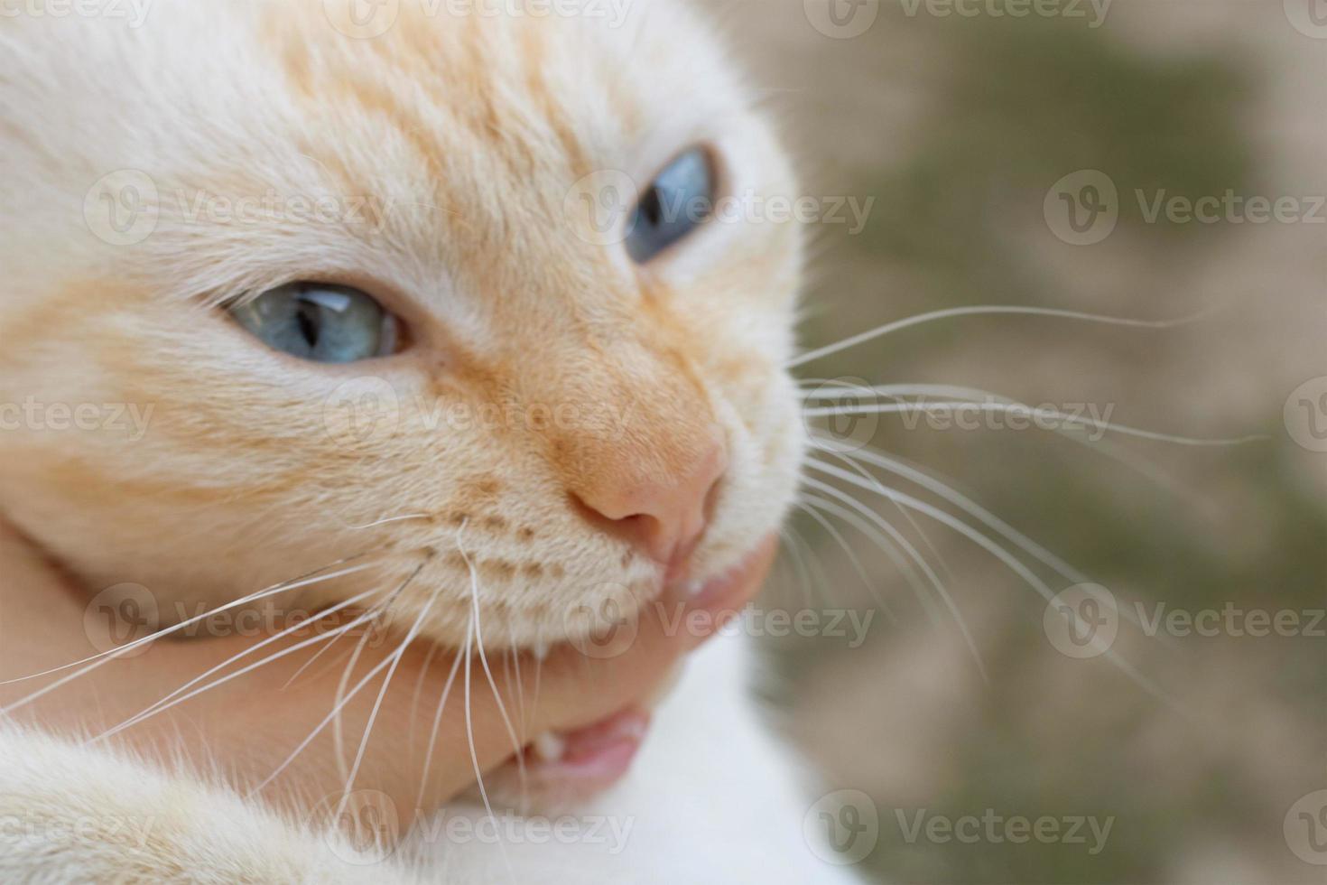 Katze beißt das des Mannes Hand. Nahansicht Katze Porträt foto