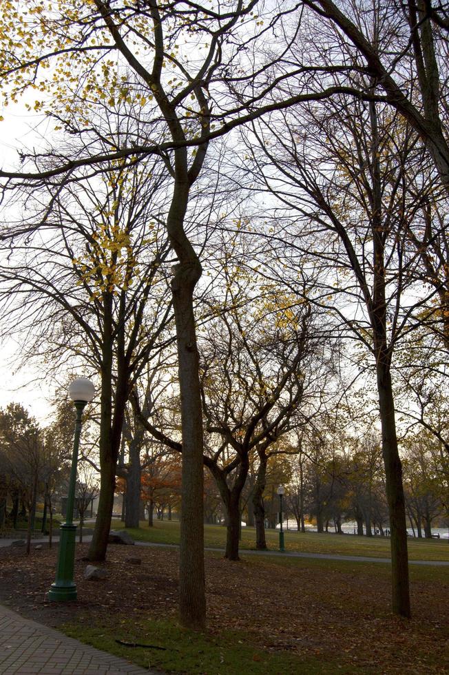 Herbstfarben in einem Park foto