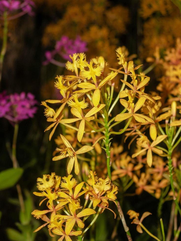 Orchideenblume in der Natur foto