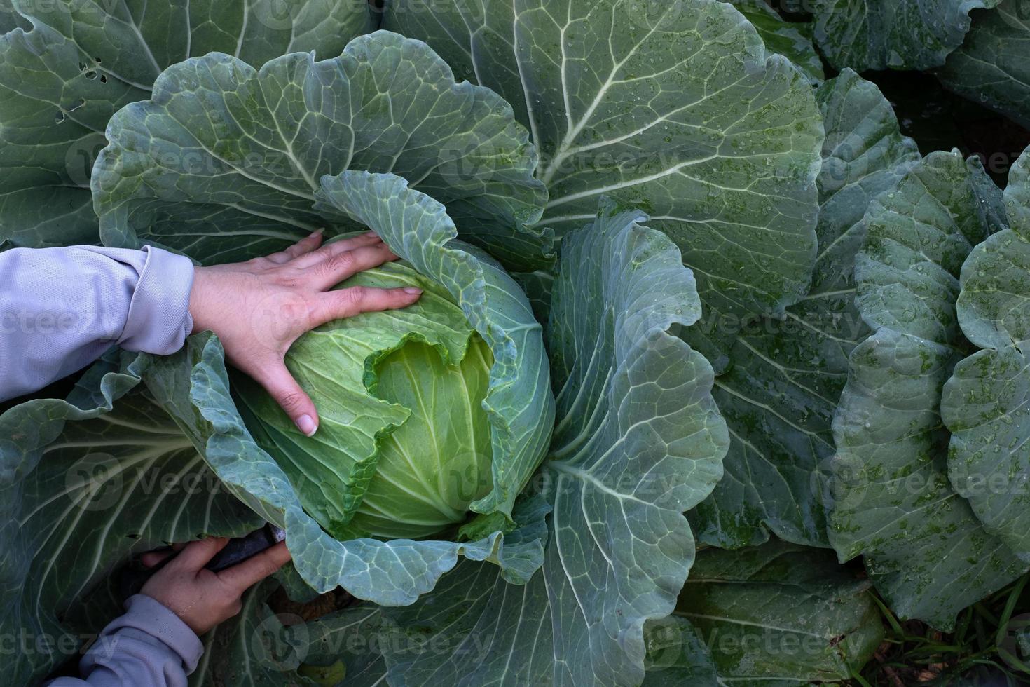 Nahaufnahme der weiblichen Hände, die einen Grünkohl ernten foto