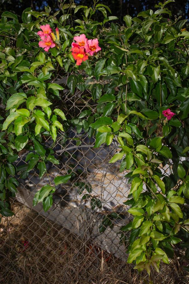 rosa Blumen auf einem Metallzaun foto