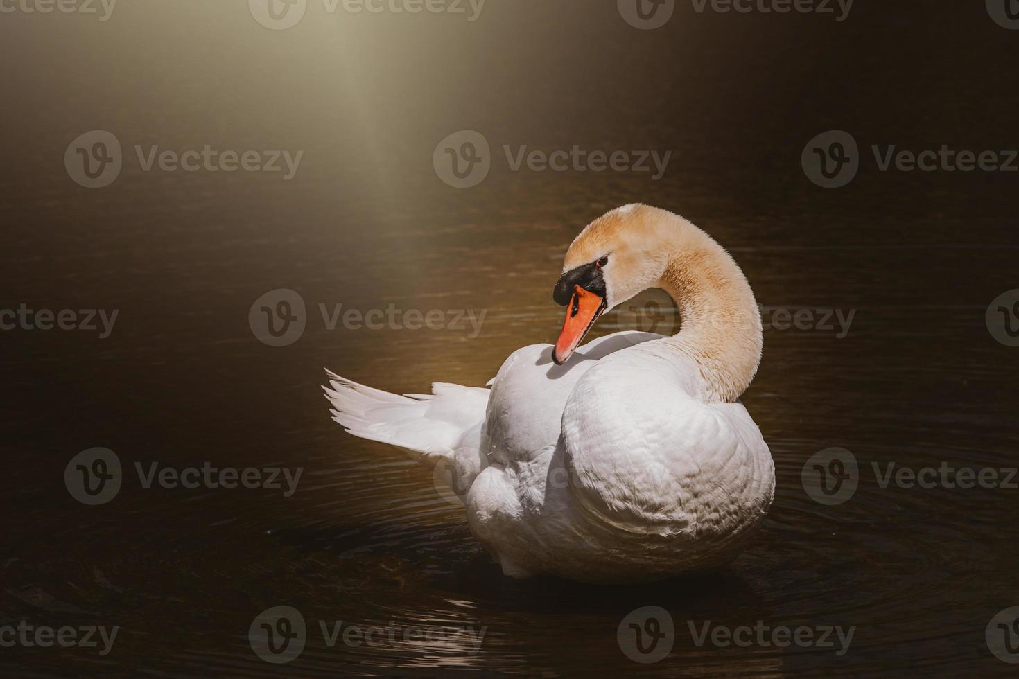 Weiß Schwan Vogel auf das Wasser im Sonnenschein foto