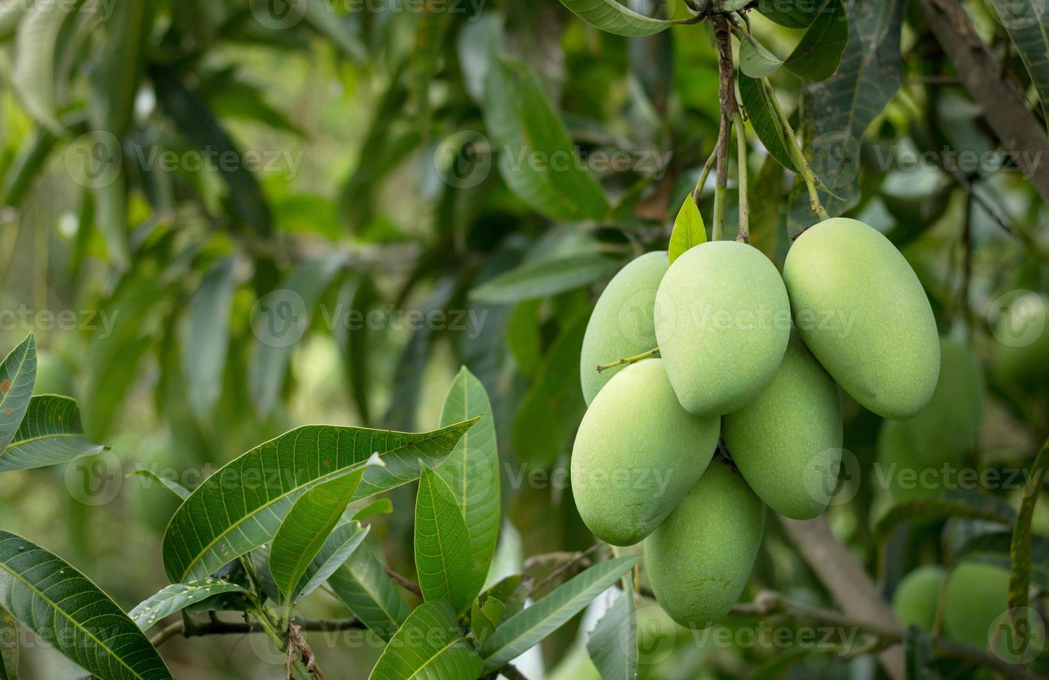 schließen oben von Mango Obst auf das Mango Baum foto