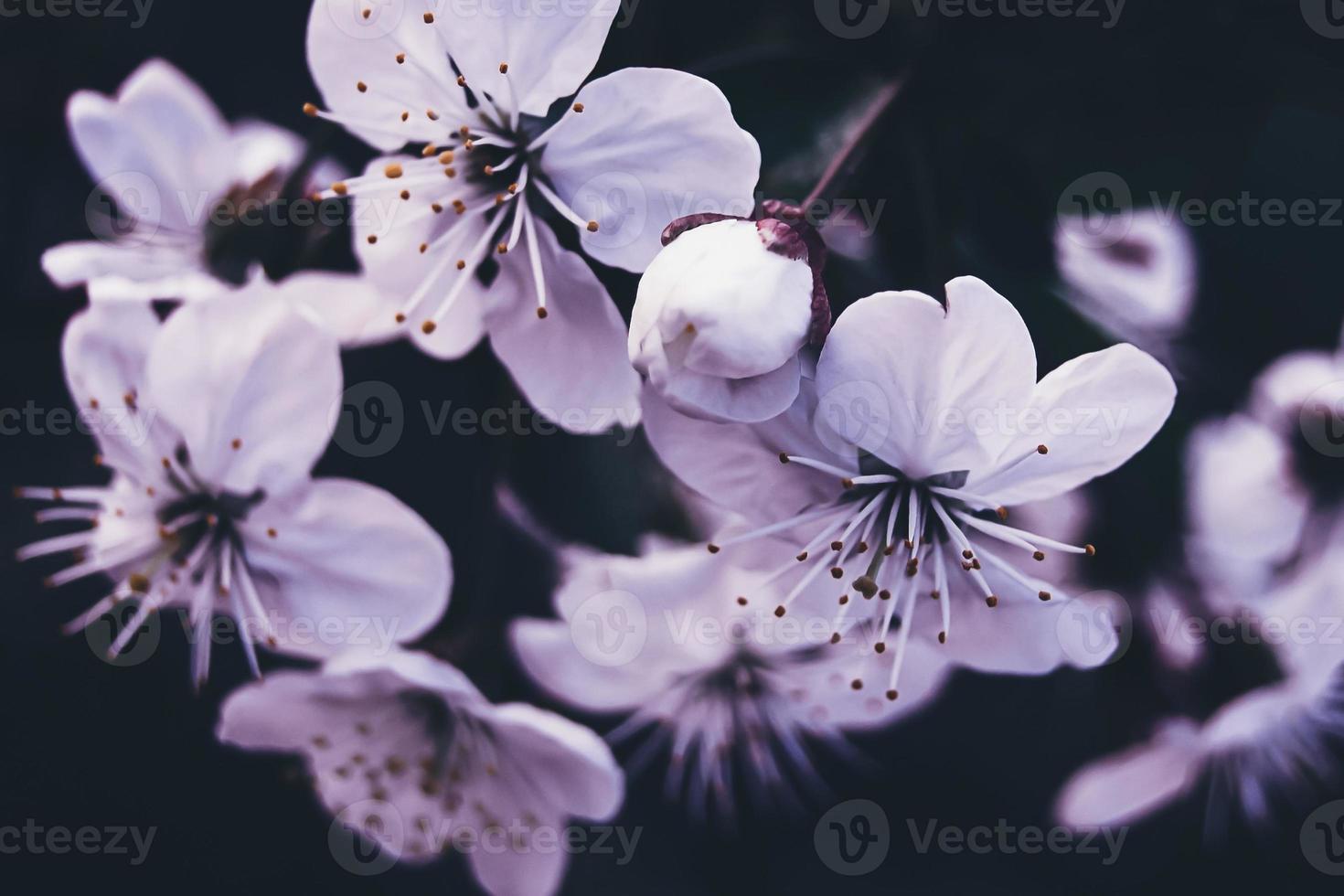 Weiß Kirsche blühen auf dunkel Hintergrund foto