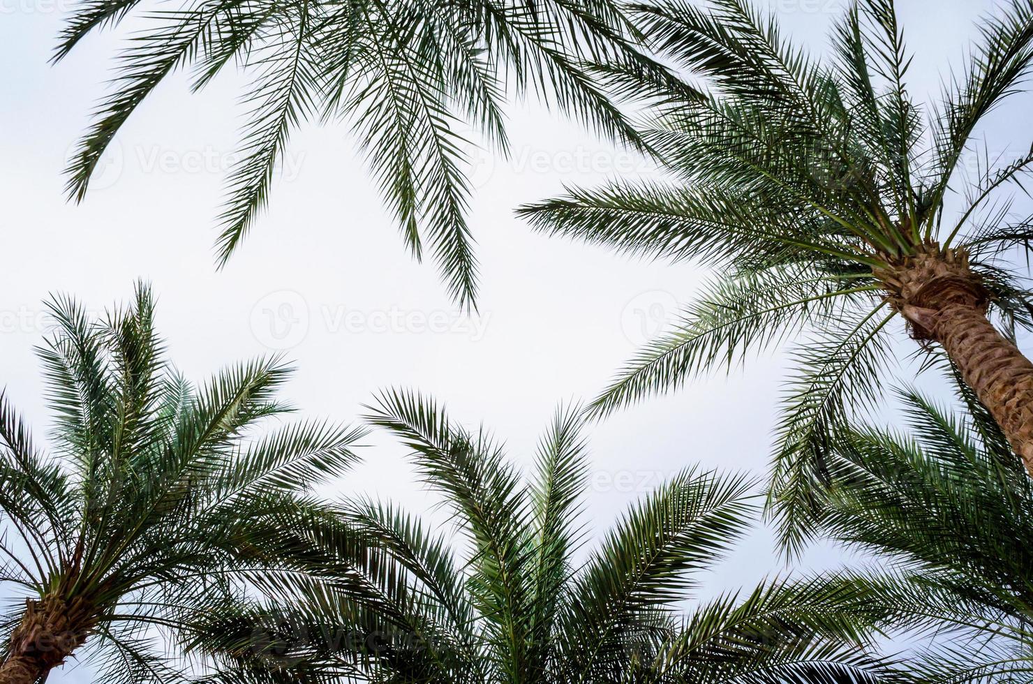 Palmen am Himmel foto