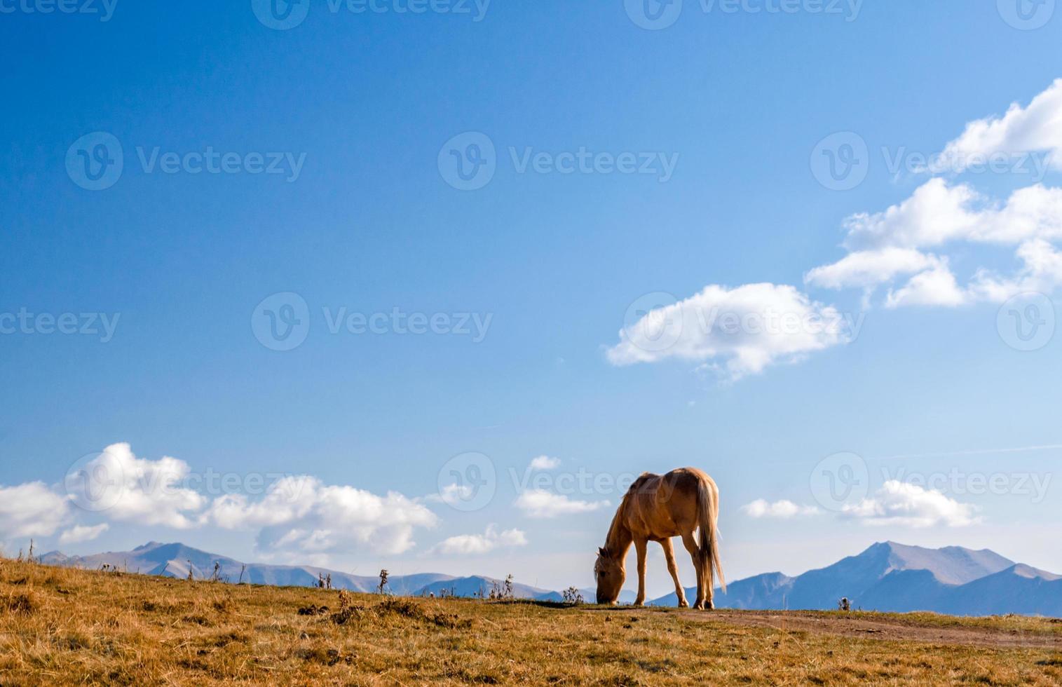 Pferd, das Gras auf einem Berg isst foto