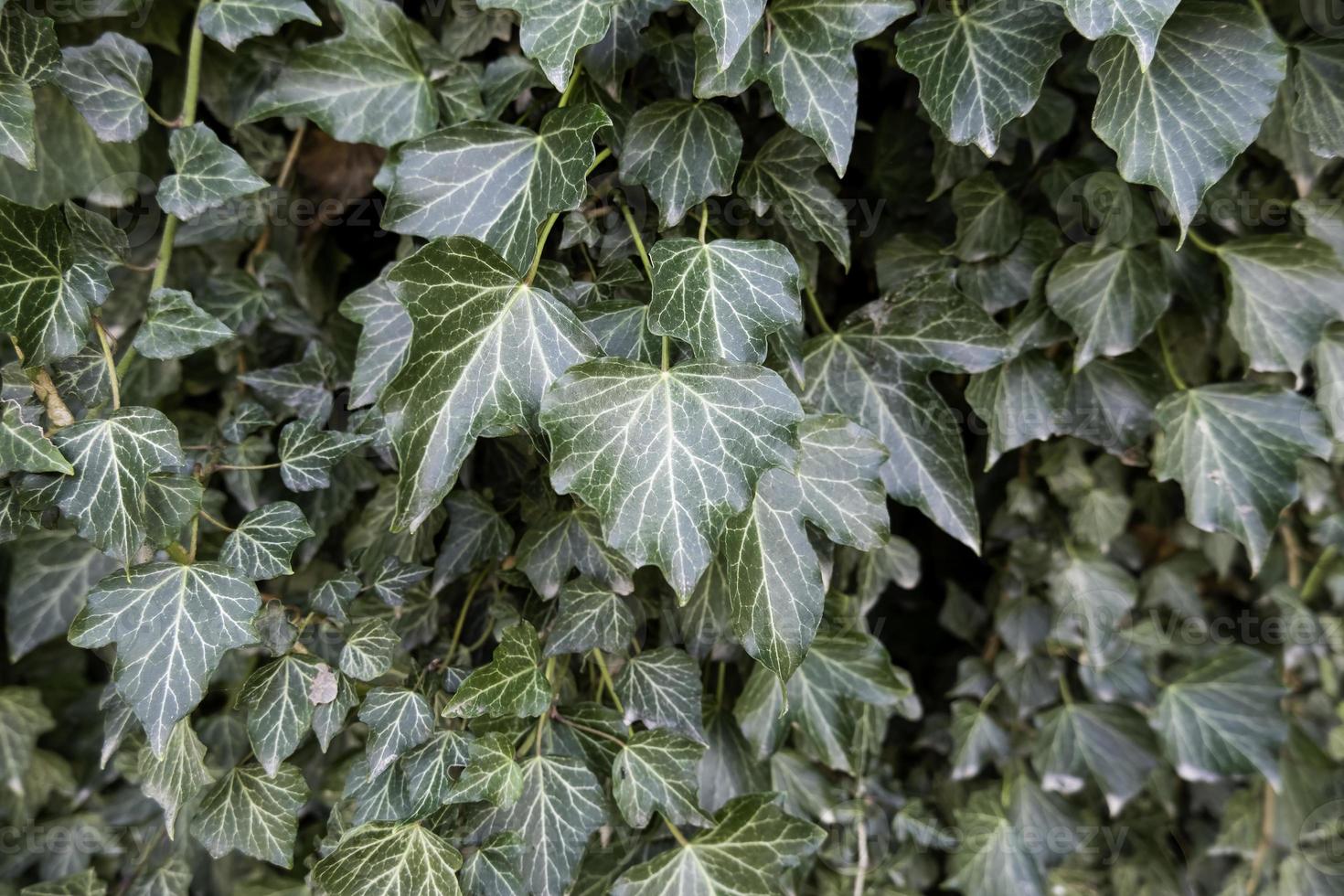 grüner Efeu-Hintergrund foto