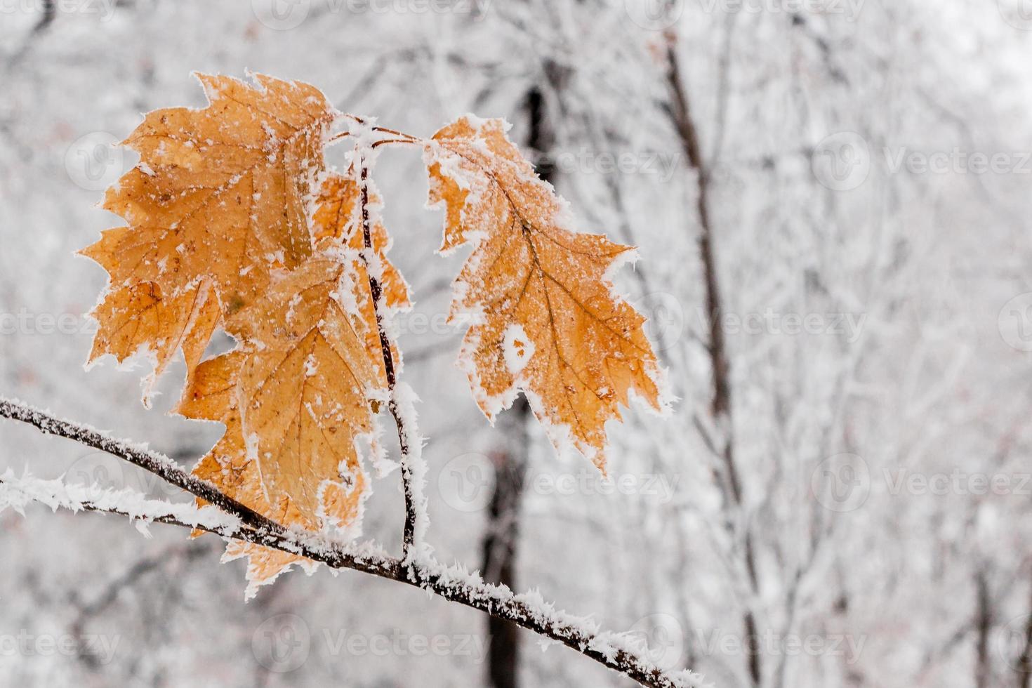 Winterblätter mit Schnee und Raureif bedeckt foto