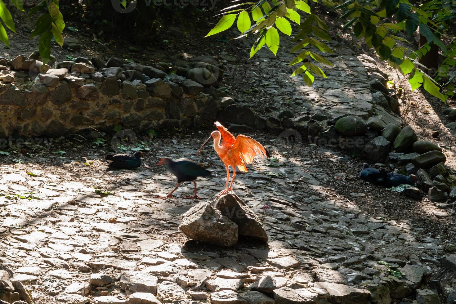 Roter Ibis sonnt sich in der Sonne foto