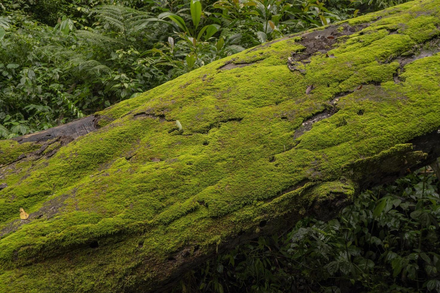 das Moos Oberfläche auf das Baum Ast wann regnerisch Jahreszeit. das Foto ist geeignet zu verwenden zum Abenteuer Inhalt Medien, Natur Poster und Wald Hintergrund.