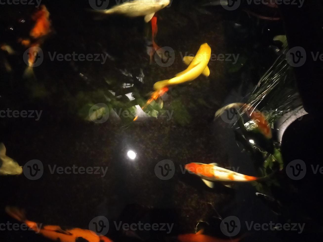 Koi Fisch ein Anfänger leiten zu Auswählen, Füttern und Aufrechterhaltung Ihre bunt Teich Haustiere foto