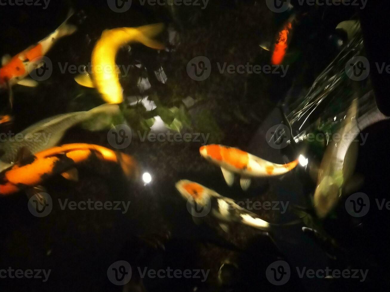 Koi Fisch ein Anfänger leiten zu Auswählen, Füttern und Aufrechterhaltung Ihre bunt Teich Haustiere foto