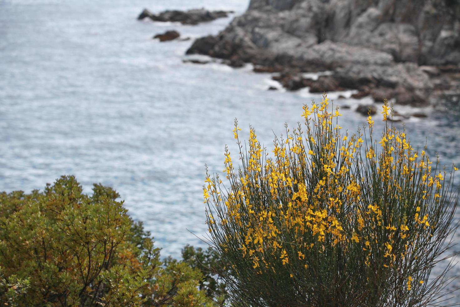 Busch von leuchtend gelben Blumen an einer felsigen Küste foto