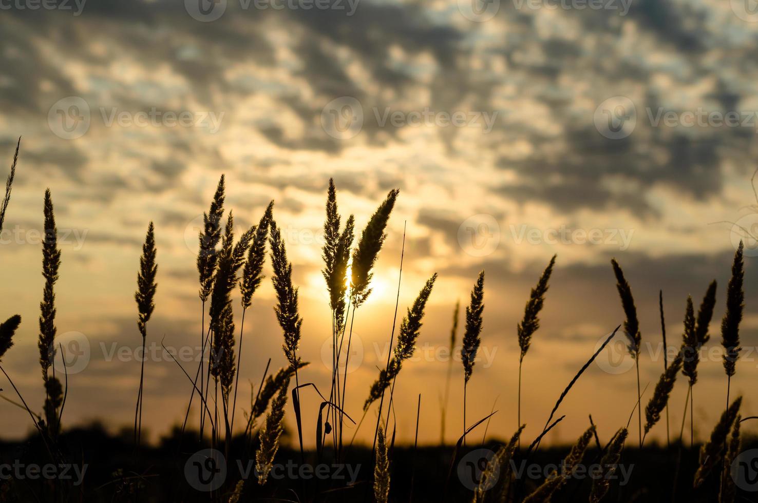 Silhouette der Ährchen gegen die untergehende Sonne und den Himmel mit Wolken foto