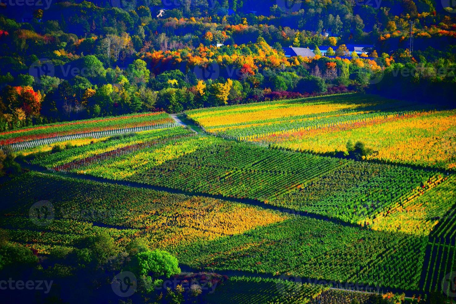 bunt Herbst Weinberg beim das ahr 2020 foto