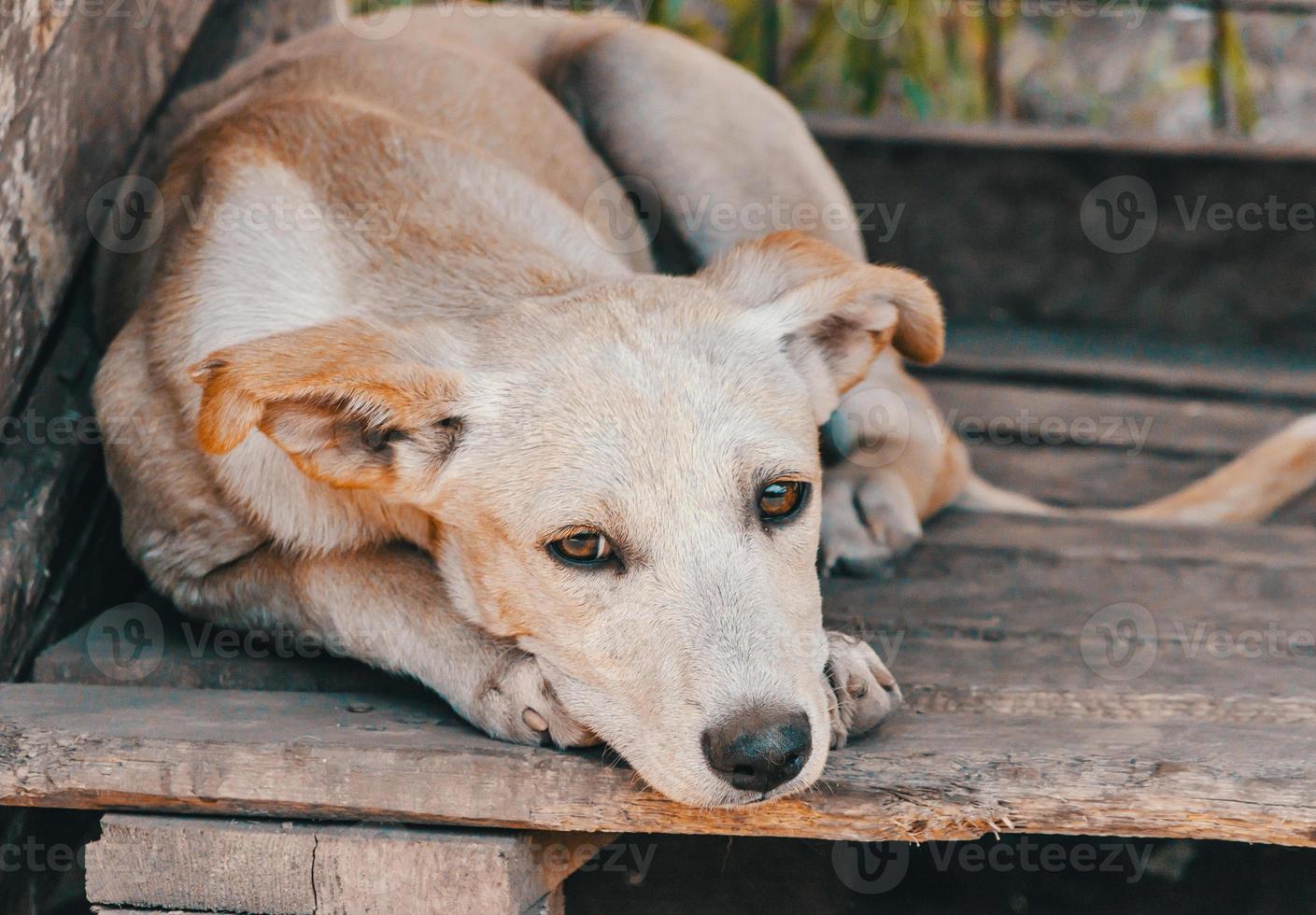 trauriger Hund auf Holz foto