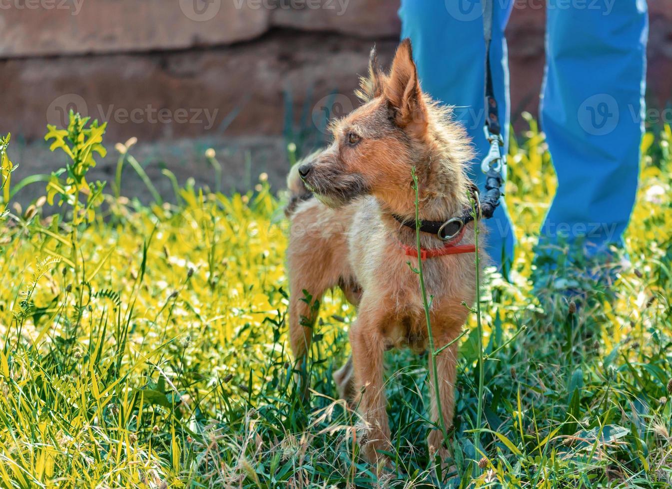 Hund und Besitzer im Gras foto