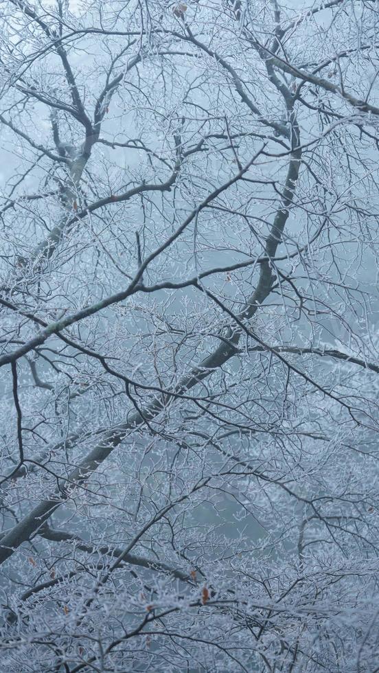 das gefroren Winter Aussicht mit das Wald und Bäume bedeckt durch das Eis und Weiß Schnee foto